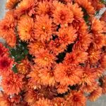 Хризантема мультифлора Goal Orange от Завода ФЛОРА