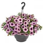 Петуния Sweetunia Surprise Raspberry Gem от Завода ФЛОРА