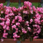 Бегония вечноцветущая Gumdrop Coco Rose от Завода ФЛОРА