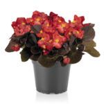 Бегония вечноцветущая Nightlife Red от Завода ФЛОРА