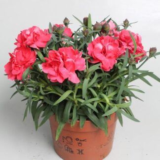 Гвоздика Super Trouper Betty от Завода ФЛОРА