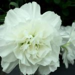 Гвоздика ампельная White от Завода ФЛОРА