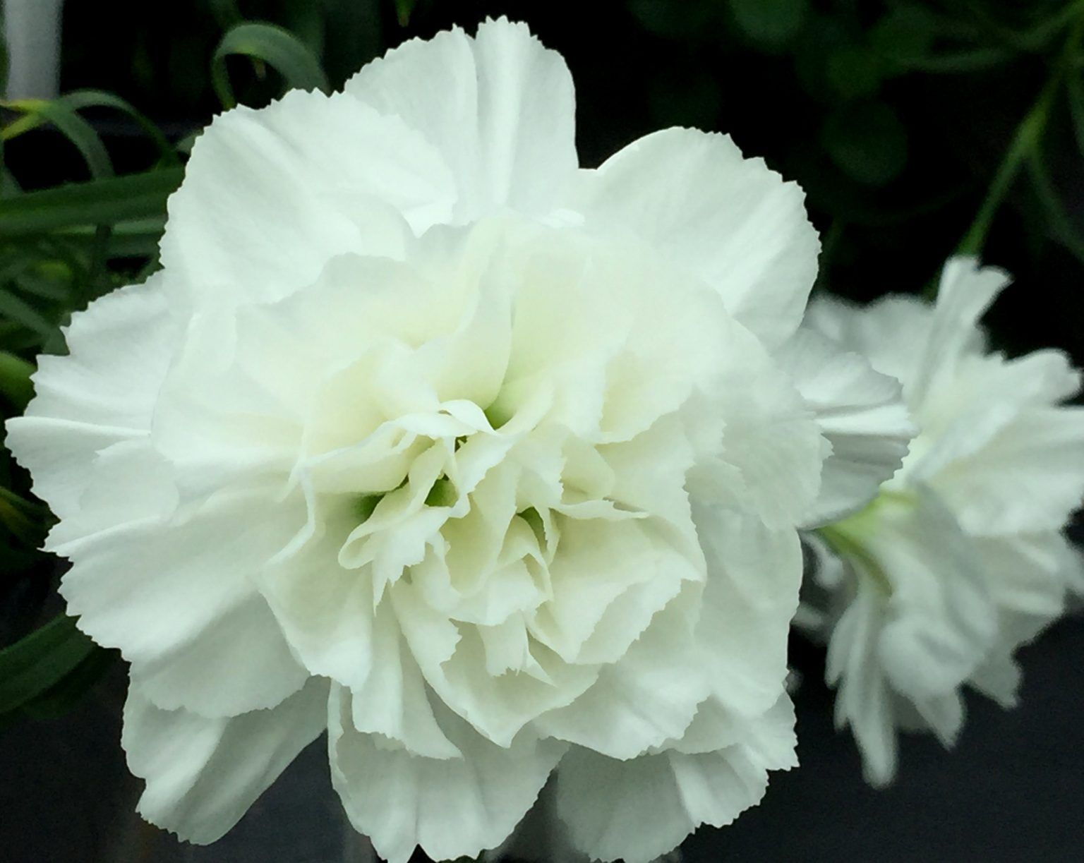 Гвоздика ампельная White от Завода ФЛОРА