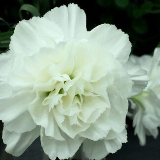 Гвоздика ампельная White от Завода ФЛОРА