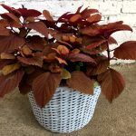 Кашпо для цветов  12л - фото 2 от Завода ФЛОРА