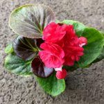 Бегония вечноцветущая Gumdrop Coco Rеd - фото 1 от Завода ФЛОРА