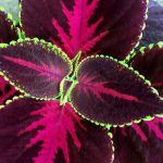 Колеус Loving Heart - фото 2 от Завода ФЛОРА