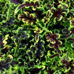 Колеус Caracas от Завода ФЛОРА