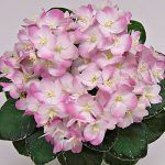 Фиалка ЕЛ-Мама Леночка  0,1л - фото 2 от Завода ФЛОРА