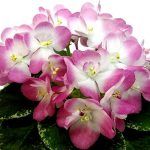 Фиалка ЕЛ-Мама Леночка  0,1л - фото 1 от Завода ФЛОРА