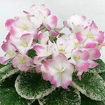 Фиалка ЕЛ-Мама Леночка  0,1л - фото 3 от Завода ФЛОРА