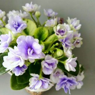 Фиалка (Violet) U