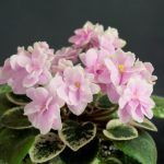 Фиалка НЛ-Сердца Влюбленных  0,1л от Завода ФЛОРА