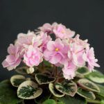 Фиалка НЛ-Сердца Влюбленных  0,1л - фото 1 от Завода ФЛОРА