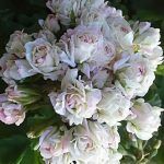 Пеларгония Ю-Царская Невеста от Завода ФЛОРА