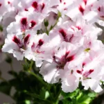 Пеларгония королевская Мона Лиза от Завода ФЛОРА