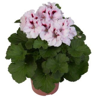 Пеларгония королевская Мона Лиза (0,1л)