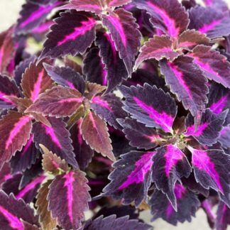 Колеус Fiery Arrow от Завода ФЛОРА