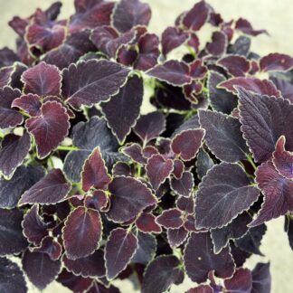 Колеус Main Street Abbey Road от Завода ФЛОРА