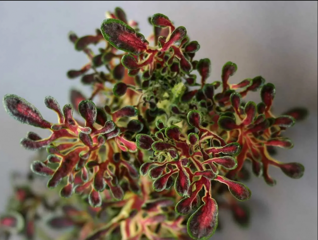 Колеус Marine Red Coral (0,1л)