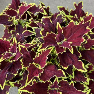 Колеус Stained Glassworks Crown Jewel от Завода ФЛОРА