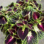 Колеус Stained Glassworks Spacecake от Завода ФЛОРА