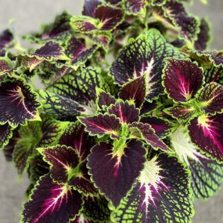 Колеус Stained Glassworks Spacecake от Завода ФЛОРА