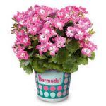 Пеларгония Королевская Bermuda Pink от Завода ФЛОРА