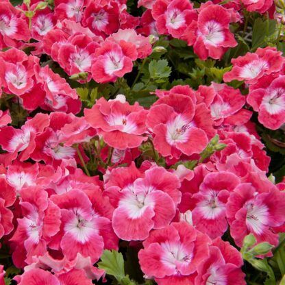 Пеларгония Королевская Pac Bermuda Cherry (0,1л) — изображение 2