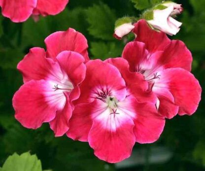 Пеларгония Королевская Pac Bermuda Cherry (0,1л) — изображение 3