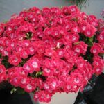 Пеларгония Королевская Pac Bermuda Cherry от Завода ФЛОРА