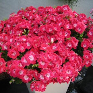Пеларгония Королевская Pac Bermuda Cherry (0,1л)