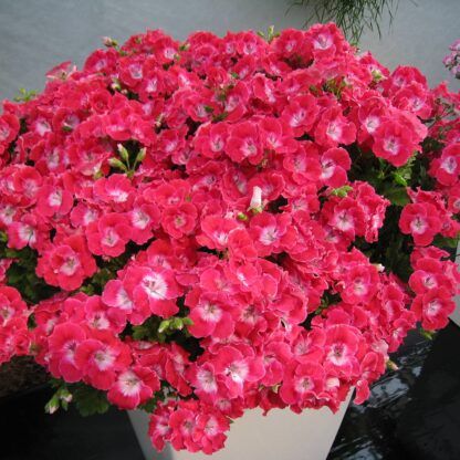 Пеларгония Королевская Pac Bermuda Cherry (0,1л)