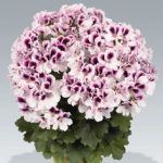 Пеларгония Королевская Green Woodpecker от Завода ФЛОРА