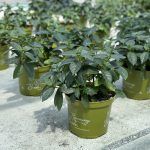 Гортензия ампельная Runaway Bride - фото 1 от Завода ФЛОРА