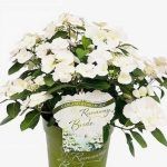 Гортензия ампельная Runaway Bride от Завода ФЛОРА