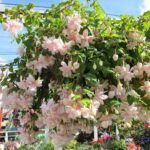 Фуксия ампельная Pink Marshmallow от Завода ФЛОРА