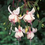 Фуксия ампельная Harry Grey от Завода ФЛОРА