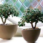 Аихризон Распростертый от Завода ФЛОРА