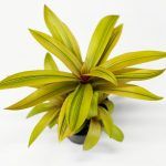 Традесканция Vittatta от Завода ФЛОРА