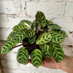 Маранта от Завода ФЛОРА