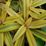 Традесканция Vittatta - фото 1 от Завода ФЛОРА