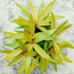 Традесканция Vittatta - фото 2 от Завода ФЛОРА