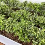 Фикус Бенджамина Кинки - фото 1 от Завода ФЛОРА