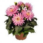 Георгины Veracruz от Завода ФЛОРА