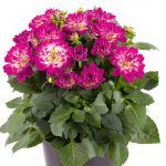 Георгины Dalaya Mini Cruzilia от Завода ФЛОРА