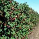 Ежевика Агавам - фото 1 от Завода ФЛОРА