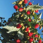 Малина Пингвин - фото 1 от Завода ФЛОРА