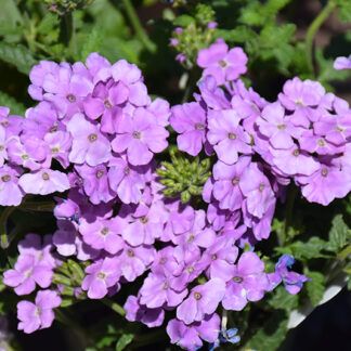 Вербена Empress Flair Lavender Blue от Завода ФЛОРА