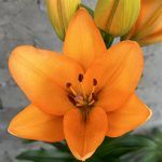 Лилия ЛА Idaho от Завода ФЛОРА